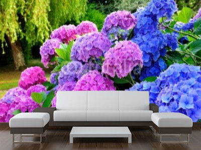 Fotomural Hortensias Lilas Y Azules En Un Jardin flores